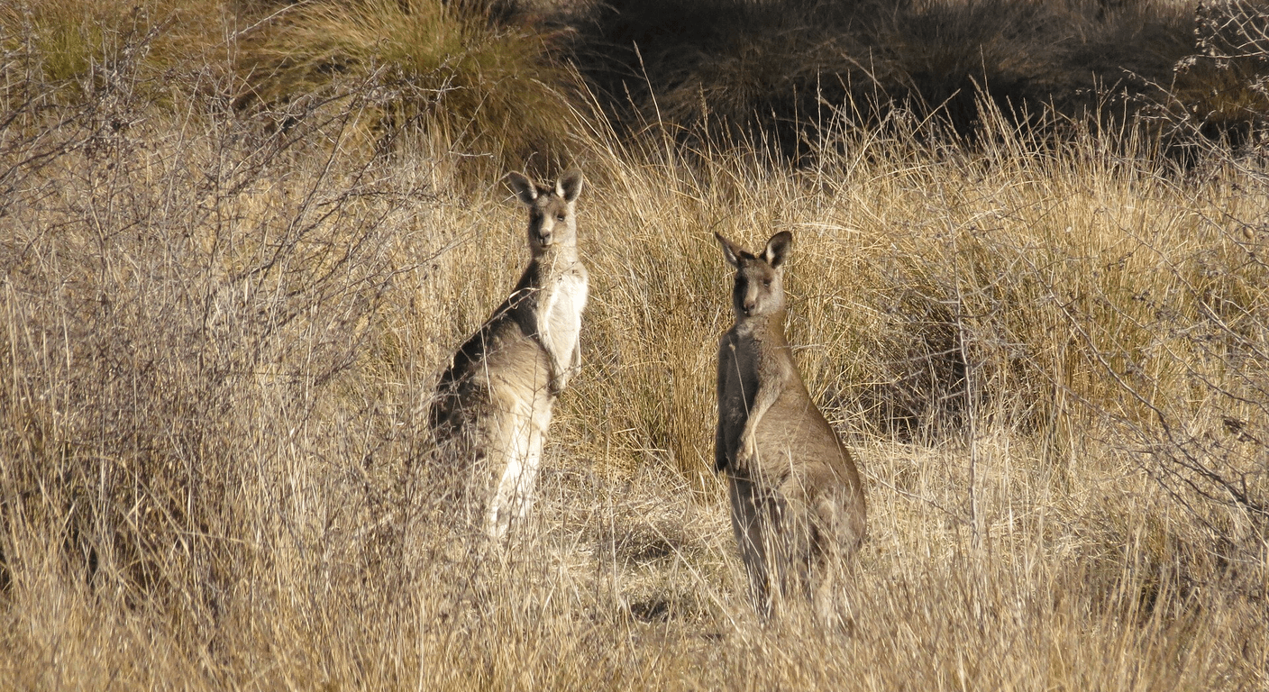 Healesville Sanctuary for Over-60s: A Slow Wildlife Day in the Yarra Valley